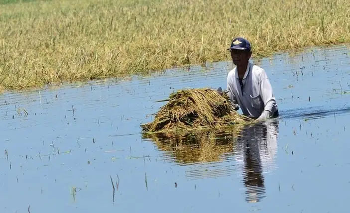 Asuransi Pertanian, Petani yang Gagal Panen Bakal Dapat Ganti Rugi