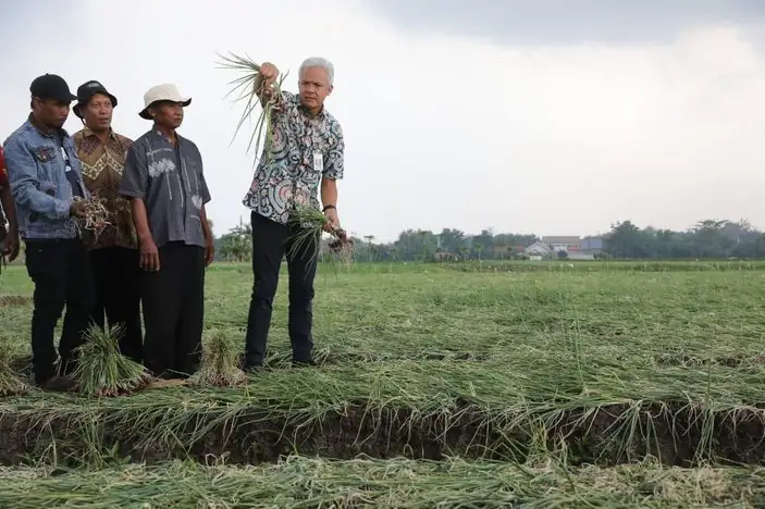 Ganjar Pranowo Dorong Petani Bawang Brebes Go Organik