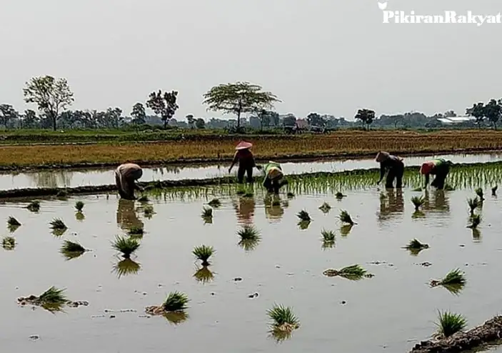 Kisah Petani di Majalengka, Kekurangan Bibit Padi karena Serangan Tikus