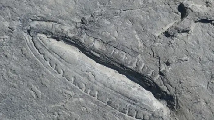 Studi Baru: Peneliti ANU Temukan Petunjuk Makanan Tertua di Dunia dari Fosil Hewan Periode Ediacaran